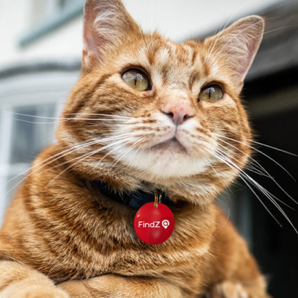 FindZ QR Pet Tag - The Smart, Simple Way to Bring Them Home