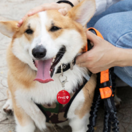 FindZ QR Pet Tag - The Smart, Simple Way to Bring Them Home