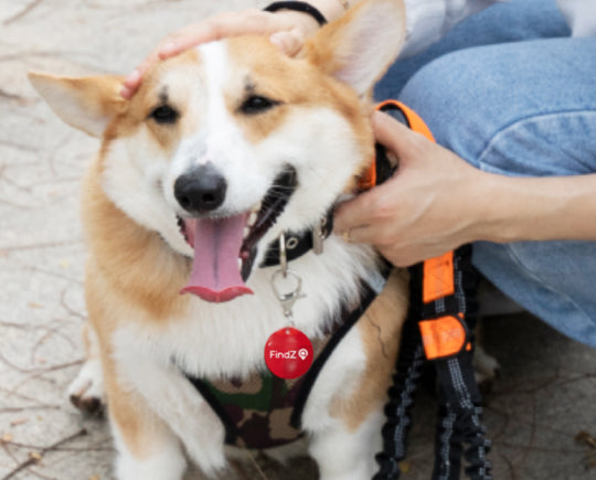 🐾 FINDZ SMART QR PET TAG