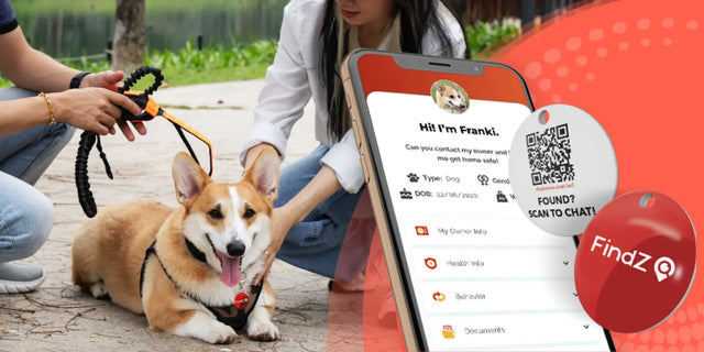 <strong>Secure Your Pet’s Safety</strong>