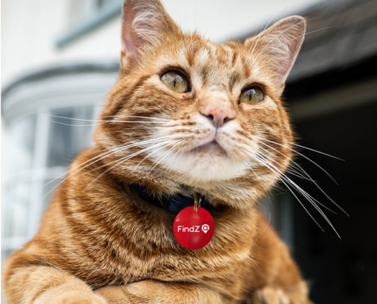 🐾 FINDZ SMART QR PET TAG