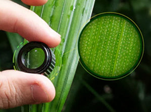 HIGH-POWERED MAGNIFICATION
