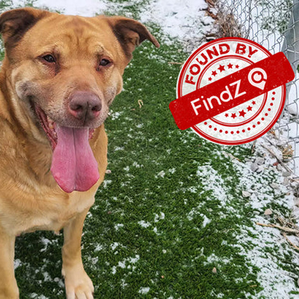 🐾 FINDZ SMART QR PET TAG